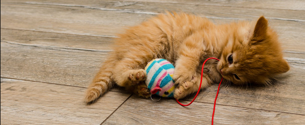 What Is Pet Screening and How It Helps With Leasing Confidence